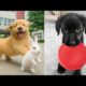 Baby Dogs 🔴 Funny and Cute Dog Videos Compilation #9 | 30 Minutes of Puppy Videos 2025