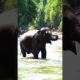 Baby Elephant | Playing in water 💦 | #Baby #Elephant #Elephant #Playing #asmr #sound