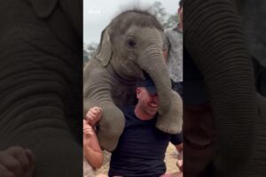 Baby elephant tries to get a 'piggyback'