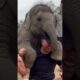 Baby elephant tries to get a 'piggyback'