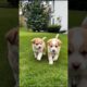 Being cute funny puppies 🐶😍 #puppy #cute #pets #funny #dog #animals #shorts