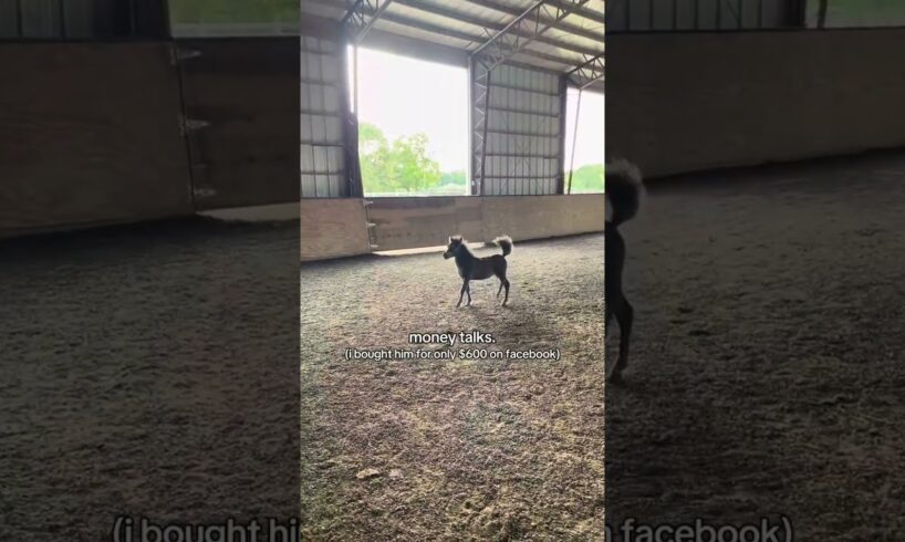 Best $600 I've ever spent #pony #horse #equestrian #foal #cute #animals