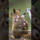 Birds pull larvae from squirrels' backs #animalrescue #wildliferescue #wildlife