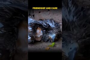Black Bird Protects Helpless Kitten ❤️ | Heartwarming Animal Rescue Story