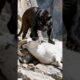 Black PANTHER vs white ANIMALS (lion, tiger, wolf) #shorts