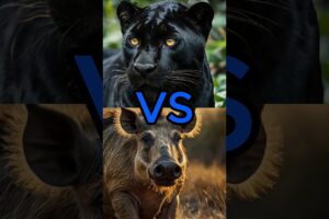 🔥 Black panther fights with dangerous animals 🐾 #shorts  #animalfight #animalkingdom #trending