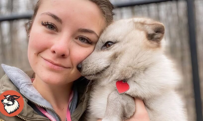 Blind Arctic Fox Was Thrown Away Like Trash — Now He Sleeps On His Rescuer’s Head