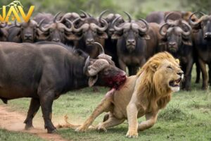 Bloody Savannah: The Eternal War of the Predators | Wild Animals