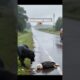 Brave Dog Risks His Life to Rescue Injured Eagle 🦅❤️ | Unbelievable True Hero Story #Animal #dog