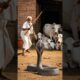 Brave Farmer Saves Cows Family From Deadly Cobra Attack! #humanity #cow #pets #animals #rescue