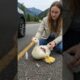 Brave Girl Rescues Injured Duck with Ducklings 🦆❤ | Touching Animal Rescue Story