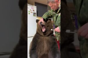 Brave Man Brushes Bears Pearly Whites! 🐻🪥