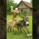 Brave Old Man Fights Hyena With Stick to Save Donkey 🐴🦴 Epic Survival Battle in Nature
