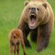 CRAZIEST Bear Attacks on Earth Caught On Camera | Animal Fights