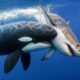 CRAZIEST Killer Whale Attacks Ever Caught On Camera | Animal Fights