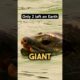 Can We Bring This Animal Back From Extinction?