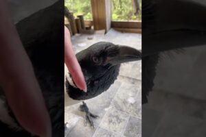 Can You Pet A Crow?
