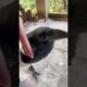 Can You Pet A Crow?
