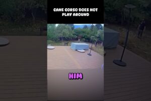 Cane Corso Does Not Play Around