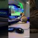 Cat Playing Minecraft #cat #cute #funnycats #kittyparty #cutecat #kitten #funny #pets #animals