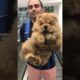 Chow Chow puppy crazy transformation into a bear