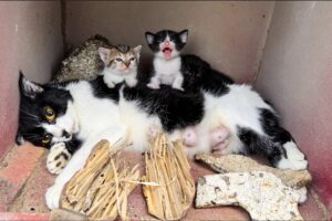 Courageous Rescue: Heartwarming Journey, Stray Cats' Rescue & Recovery | LTT Animal- Rescue