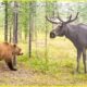 Craziest Bear Attacks Ever Caught On Camera! | Animal Fights