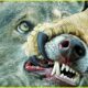 Craziest Eagle Attacks Ever Caught On Camera | Animal Fights