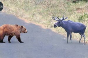 Craziest Grizzly Bear Attack Ever Caught On Camera | Animal Fights