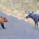 Craziest Grizzly Bear Attack Ever Caught On Camera | Animal Fights