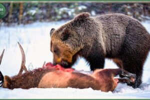 Craziest Grizzly Bear Attacks Ever Caught On Camera | Animal Fights