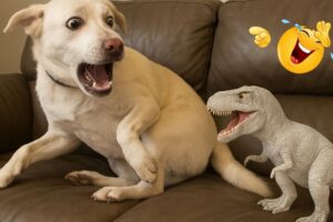Crazy Funny Dogs That Will Make You Laugh Nonstop 🐶🤣