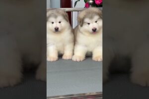 #Cute Alaskan Puppy #puppy