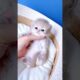 Cute Kitten, Endless Charm!🧸😻💕 #cat #cute #cats #kitten