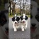 Cute Puppies Adorable Video 💕🐶 #puppy #cute #dog #shorts #shortsfeed