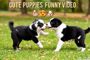 Cute Puppies Funny Video Compilation .01 #puppy #dog #cute #funny #dogvideos #viralvideo
