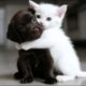 Cute Puppies & Kittens [Must Watch]