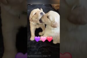 Cute Puppies Play Fighting 🐶😂 | Adorable Puppy Wrestling Moments 2025 #adorablepuppy #cuteanimal