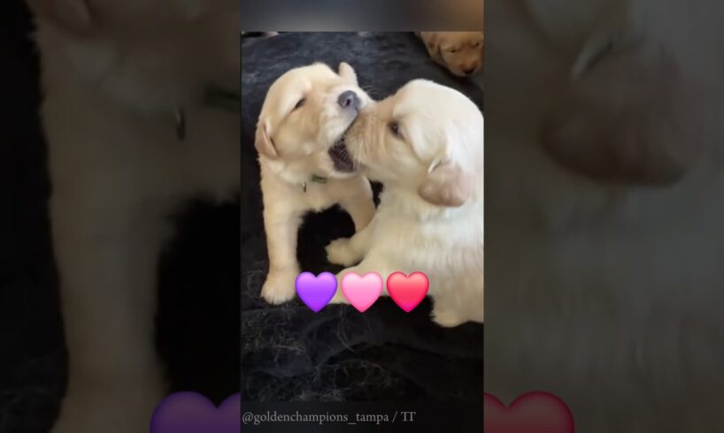 Cute Puppies Play Fighting 🐶😂 | Adorable Puppy Wrestling Moments 2025 #adorablepuppy #cuteanimal
