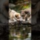 Cute Puppies Playing Video 🐶💕 #puppy #cute #funny #pets #dog #animals #shorts