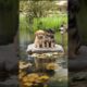 Cute Puppies Playing #puppy #cute #dog #funny #animals #shorts