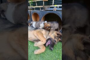 Cute Puppies Playing #puppy #dogshortsvideo #funnyvideo
