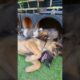 Cute Puppies Playing #puppy #dogshortsvideo #funnyvideo
