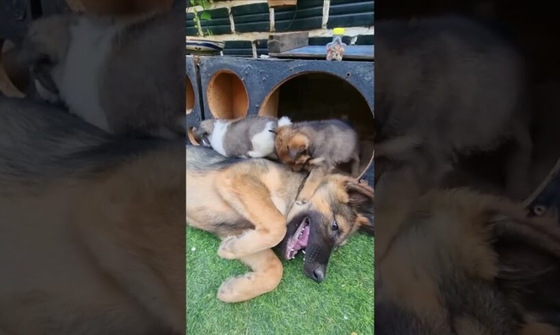 Cute Puppies Playing #puppy #dogshortsvideo #funnyvideo