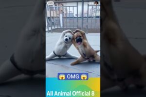 “Cute Puppies Posing for Photos 🐶 | Owner Teaches Puppies How to Pose 📸