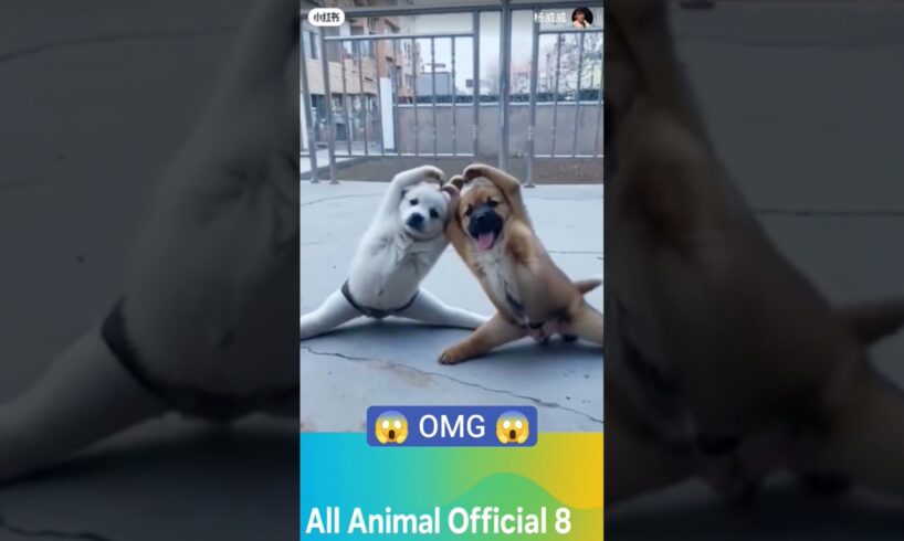 “Cute Puppies Posing for Photos 🐶 | Owner Teaches Puppies How to Pose 📸