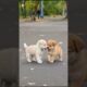 Cute Puppies Walking Around 🐶💕 #puppy #cute #dog #pets #animals #shorts