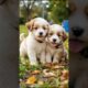 Cute Puppies Will Melt Your Heart 🥰🐕 #puppy #cute #pets #funny #dog #viral #shorts