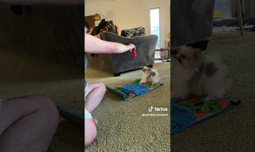 Cute Puppies 🐶 #everyone #cute #puppy #puppies #puppylove #dog #dogs