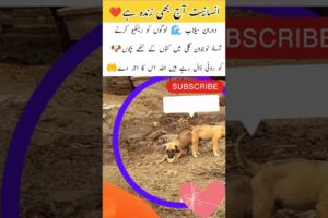 Cute Puppies🐶😍#viral #pakistan #answer #art #puppy #rescue #shortsfeed #reels #love #foryou#yt#flood